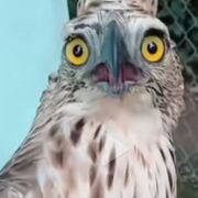 mondbohneco