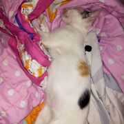 Ngoc_Trinh2006