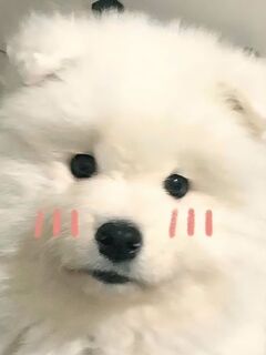 小杜光孝。