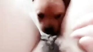 Em gái mới lớn ở nhà một mình nứng lồn quá bắt chó lại cho liếm lồn cho bớt ngứa lồn