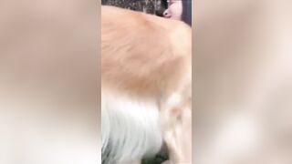 Em gái mới lớn ở nhà một mình nứng lồn quá cho chó bú lồn rồi địt nhau với chó