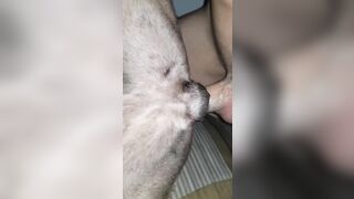 Cặc to địt trần ko bao lúc cán