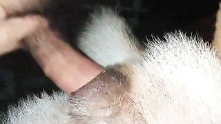 Bắn tinh vào lồn chó