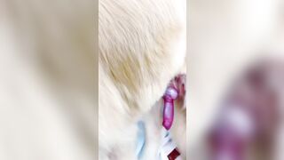 Gái trung quốc xinh đẹp thật mà chỉ cho chó đụ thôi