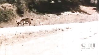 Phim sex cổ điển 8