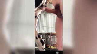Lại clip chịch chó đốm