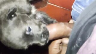 Cho chó bú sữa :)))