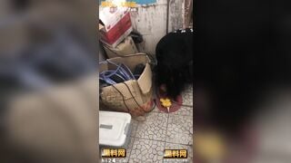 [Bắt nạt] Tội em học sinh vú to bị đám súc vật đánh lột sạch đồ làm nhục