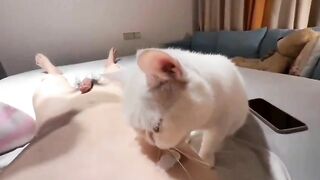 hắn có tận 2 bé mèo phục vụ! vua chúa cũng k được như hắn!