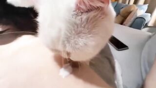 hắn có tận 2 bé mèo phục vụ! vua chúa cũng k được như hắn!