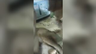 Bắt chó địt vợ 3 tuần 1 lần cho chó xả tinh vào lồn vợ vì yếu sinh lý