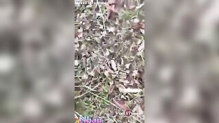 Phát hiện ông chú u40 dẫn cháu gái lên rừng địt ko bao