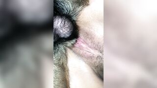 Lại là cho chó xuất trong