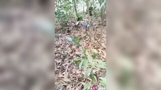Cụ ông trâu già gặm cỏ non public trong rừng