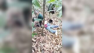 Cụ ông trâu già gặm cỏ non public trong rừng
