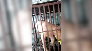 Trung niên Quan hệ với chó phần 2
