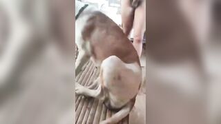 Cu. Bự và con chó yêu quý