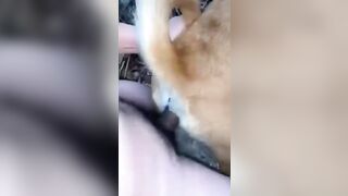 Dắt chó đi lấy đực