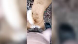 Dắt chó đi lấy đực