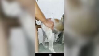 Cặc bự chịch chó