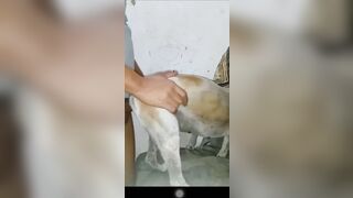 Cặc bự chịch chó