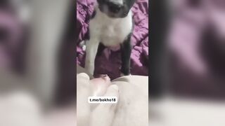 Bé 2k9 Mới Lớn Cho Chó Bú Lồn Còn Kêu Bú Miếng Đi Bú Miếng Đi Nứng Thiệt