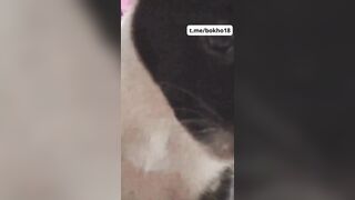 Bé 2k9 Mới Lớn Cho Chó Bú Lồn Còn Kêu Bú Miếng Đi Bú Miếng Đi Nứng Thiệt
