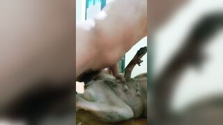 Phục vụ pet cưng