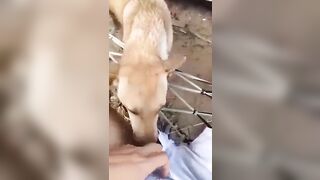 Pet cưng