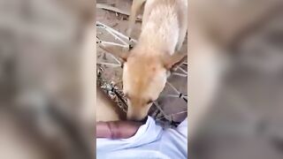 Pet cưng