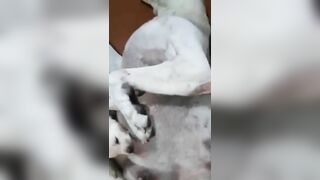 Chơi chó đẻ phê nửa đời ngườ