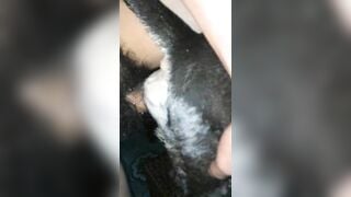Hấp diêm pet