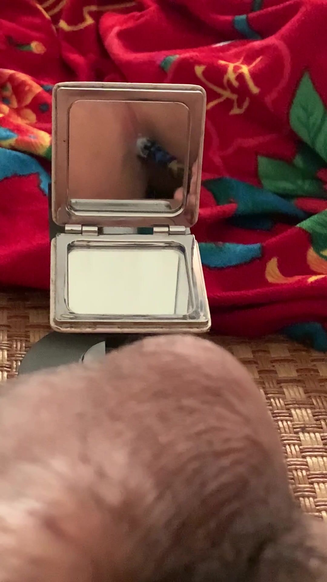 đâm lổ đích
