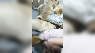 Nay cho nguyên bầy chó some em luôn phần 7