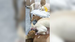 Nay cho nguyên bầy chó some em luôn phần 7