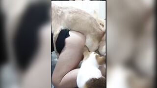 động vật vui vẻ 3