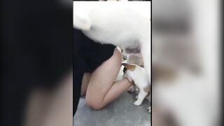 động vật vui vẻ 3