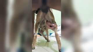 Anh trai cu đen đụ em chó tơ