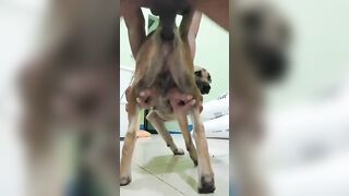 Anh trai cu đen đụ em chó tơ