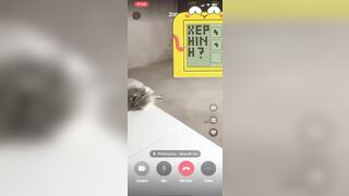 idol tik tok
