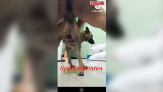 Ngừoi làm vườn đụ chó cái