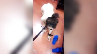Huấn luyện con chó cái nô lệ tình dục