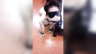 Huấn luyện con chó cái nô lệ tình dục