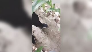 Ra vườn ngô bị chủ vườn bắt gặp lấy bắp ngô thủ dâm trọc vào cái lồn dâm đãng