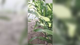 Ra vườn ngô bị chủ vườn bắt gặp lấy bắp ngô thủ dâm trọc vào cái lồn dâm đãng