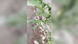 Ra vườn ngô bị chủ vườn bắt gặp lấy bắp ngô thủ dâm trọc vào cái lồn dâm đãng