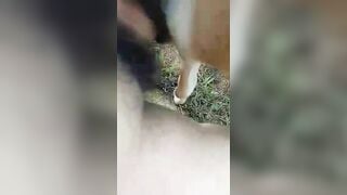 fuck. bò cái