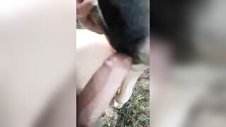 fuck. bò cái