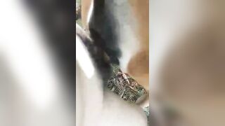 fuck. bò cái