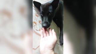 Sex thú con chó đen và cô chủ